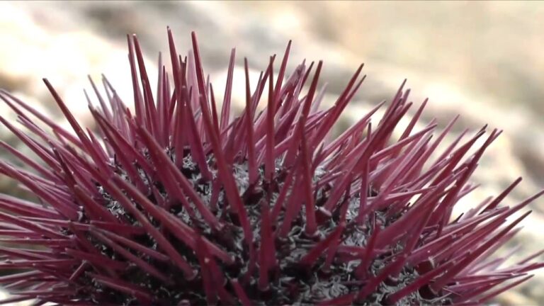 Descubre dónde deleitarte con erizos de mar en la idílica Costa Brava