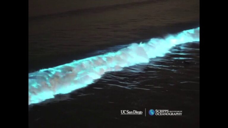 Descubre la mágica playa bioluminiscente en Galicia: un espectáculo natural único