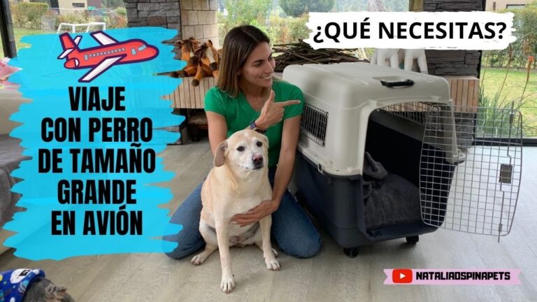 Aerolíneas españolas que permiten viajar con perros grandes en cabina: ¡vuelos sin separarte de tu mejor amigo!