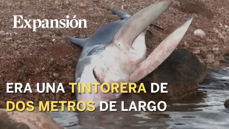 Descubre la vida nómada en la playa de San Juan, Alicante