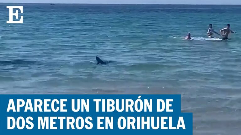 ¡Alerta tiburones! España cierra playas por precaución