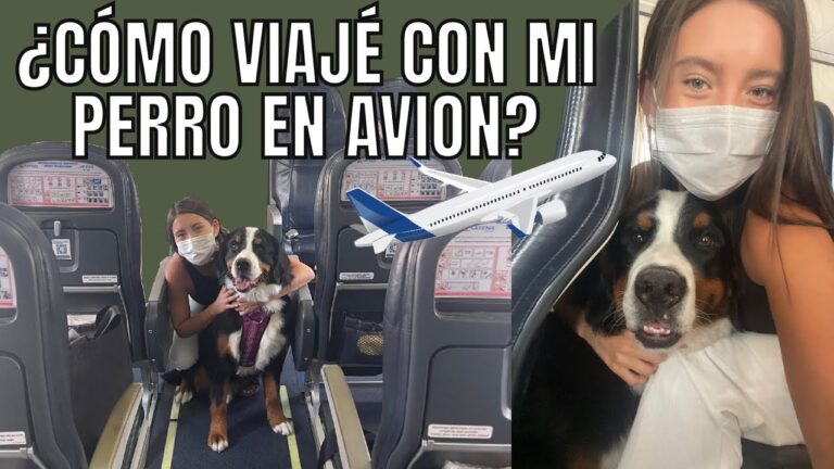 Descubre las aerolíneas en España que permiten viajar con tu perro en cabina