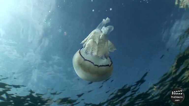 Descubre los fascinantes tipos de medusas en la Costa Brava